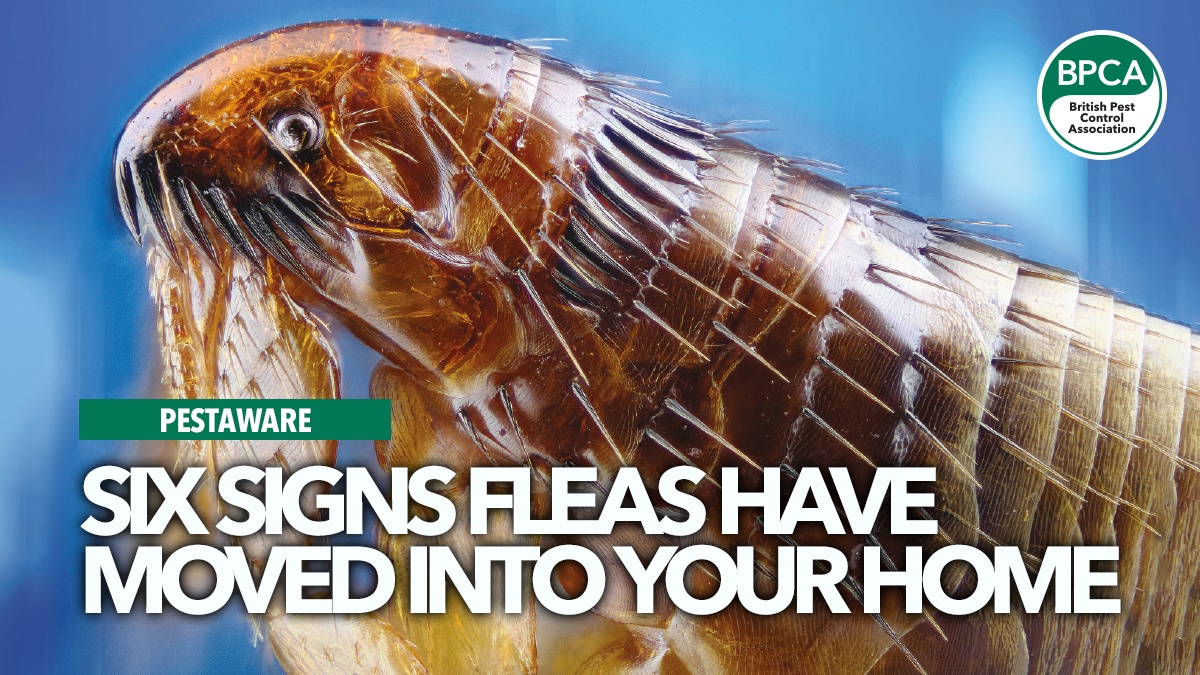 six-signs-of-fleas-pestaware